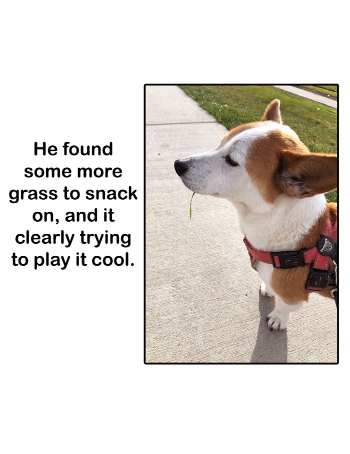 Read Dogs Love Bacon 93 *lick* Tapas Comics