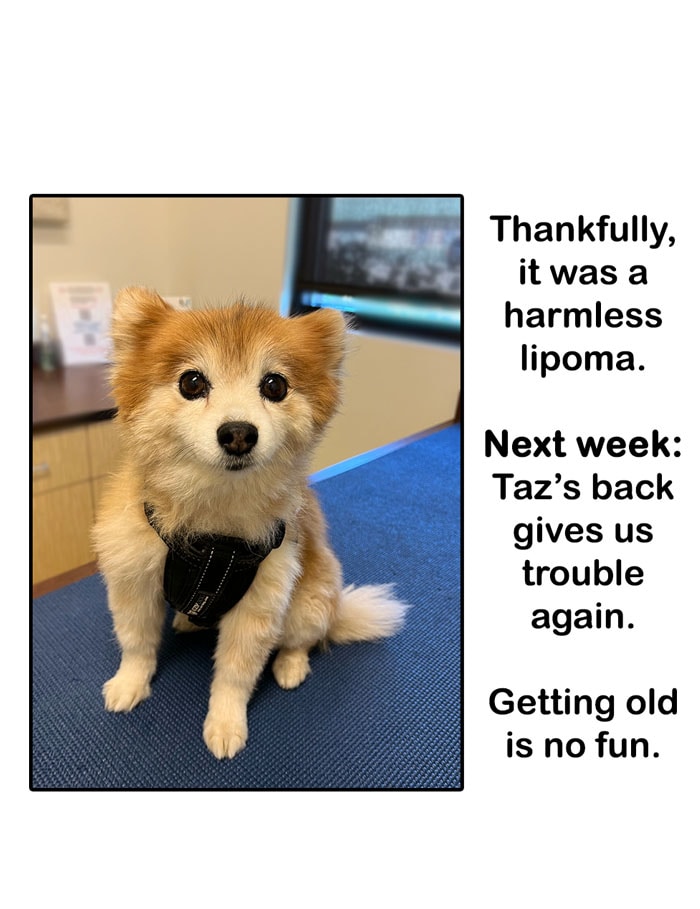 Read Dogs Love Bacon 97 Bluff Tapas Comics