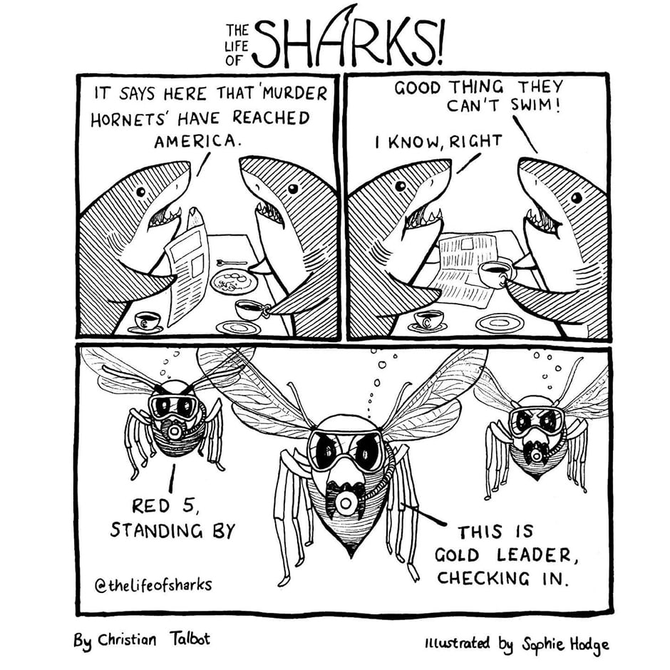 Read The Life Of Sharks Murder Hornets Tapas Comics