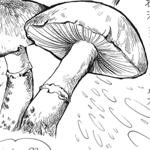 I Had Wild Mushrooms