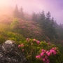 The Dead Rhododendron Fog