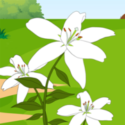 White Lily / Black Bird / Blue Sky