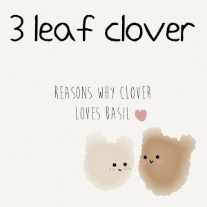 Reasons Why Clover Loves Basil