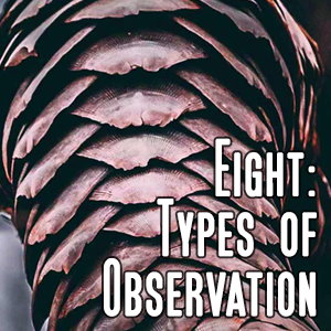 Chapter Eight: Types of Observation