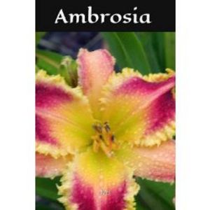 Ambrosia 