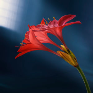 Chapter 5 - The Isrier Flower