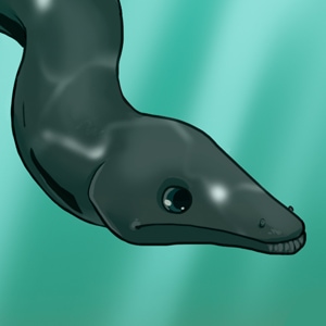 Conger eel