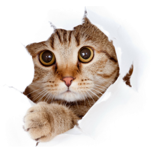 World of Isolation: Atlas Untold