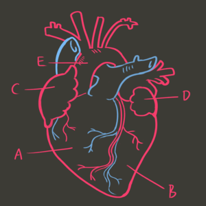 Anatomy Crash-Course