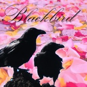 Blackbird