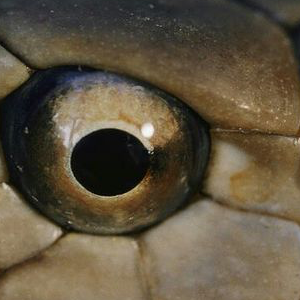 CHAPTER 2: The Snake-Moblie