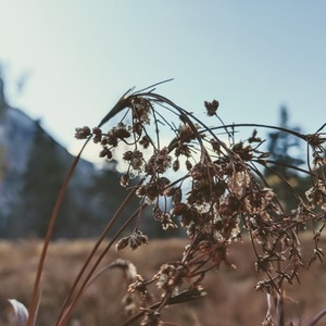 Of Butterflies and Mist