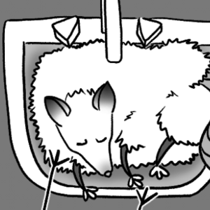 The animal problem Part 1