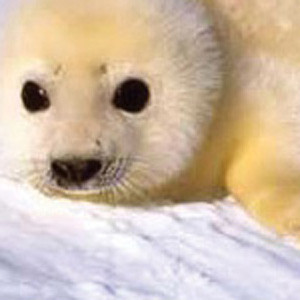 The Harp Seal of the North Pole (17)