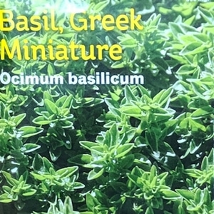 Greek Miniature Basil