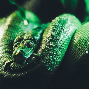 Caffeine Keeps The Dreams Away