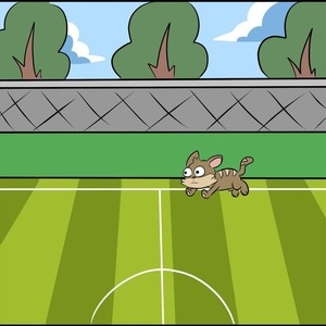 Cat Streaks Field