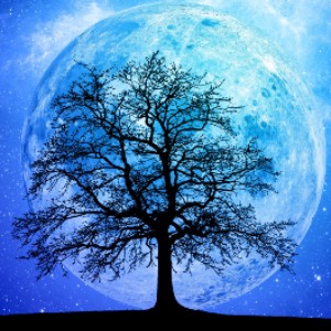 Every Star in the Sky