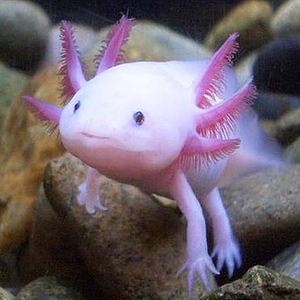 Axolotl Girl