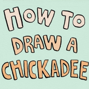 How to draw a chickadee