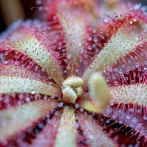 Sundew Dinostar - Family Flop