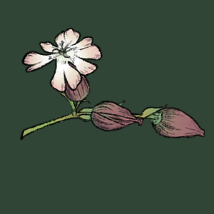 Chapter 2: Daisies (Part 3)
