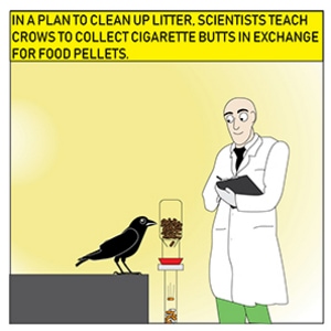 Scientists Teach Crows...