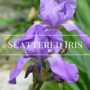 Scattered Iris