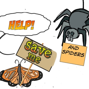 spider facts 