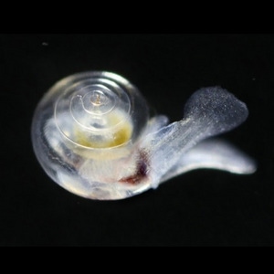 Pteropods