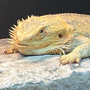 A Feeble Offering From Astrocytomas