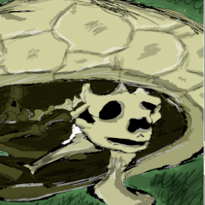 009. Ninja Tortoise