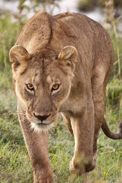 lioness love: refusing to bow