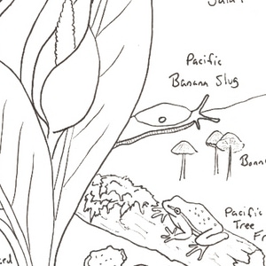 Coloring Page: Wetland Spring