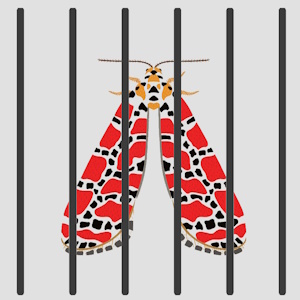 Esther of Oktero (Part 2)