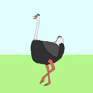 The life of ostriches