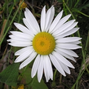 A Flower With Infinite Petals 