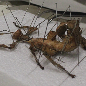 ?? Extatosoma tiaratum