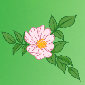 Chapter Six: A Basketful of Petals