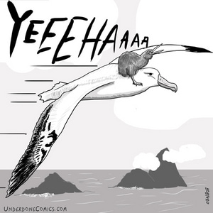 Little Ratite Flight