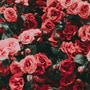 June Roses