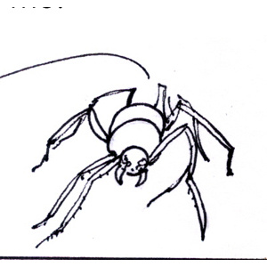 Spider in the Shower