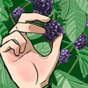 Blackberries