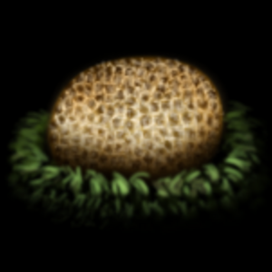 Scleroderma Citrinum