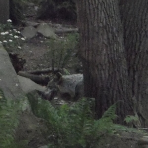 Thoughts of the Human 3