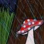 Mushrooms when it rains