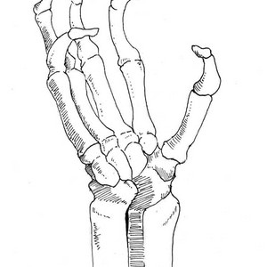 Skull
