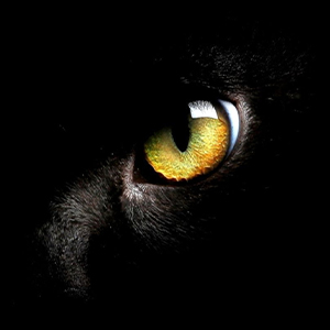 Kuroneko (Black Cat)