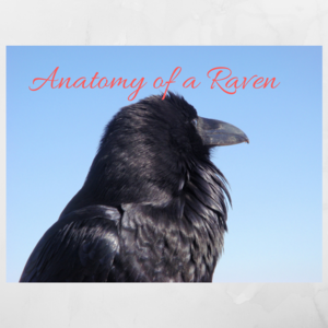 Anatomy of a Raven