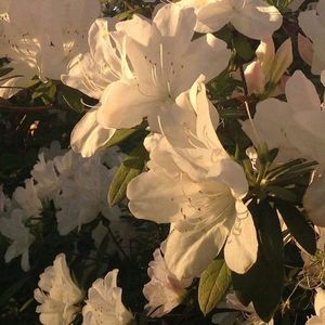 Chương 1: Người Ấy Từng Đi Qua Tháng Năm Tôi